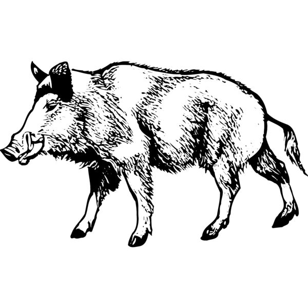 BOAR0001 Thumbnail